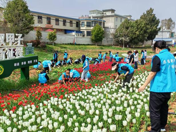 “耕花守蕊，春满芳田”—农学与园艺技术学院郁金香花海除草活动圆满举行